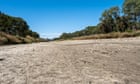 Parched waterways, dead fish and trees ready to give up: historic big dry grips South Australia