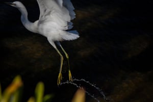 A trail of water is suspended in midair from the feet of a snowy egret taking flight, Bay Farm Island, Alameda, California, US