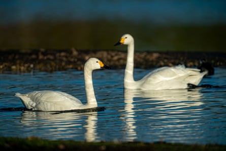 Bewick’s swans at Slimbridge Wetland Centre, Gloucestershire 