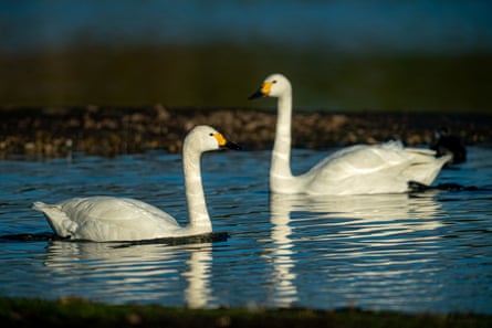 Bewick’s swans at Slimbridge Wetland Centre, Gloucestershire
