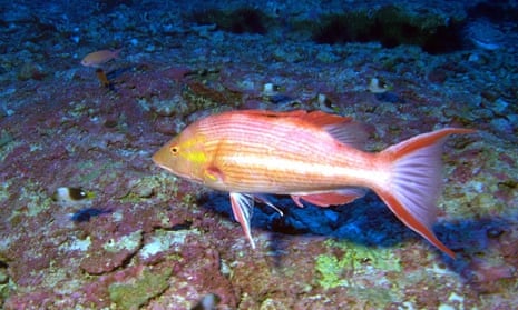 A Hawaiian Pigfish in the Papahānaumokuākea Marine National Monument.