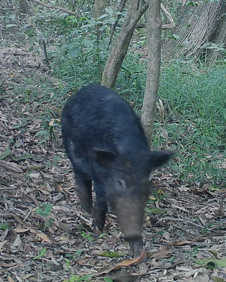 A trail camera detects a feral pig north of Kuranda, Queensland.