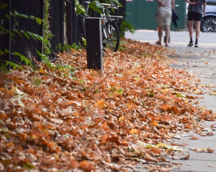 Piles of brown fallen leaves on a pavement in London.