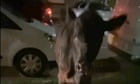 Police who rammed cow did right thing, says union leader and farmer