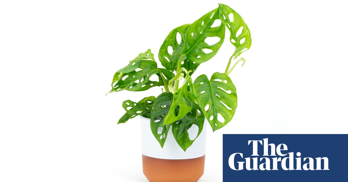Houseplant of the week: monkey leaf or Swiss cheese plant