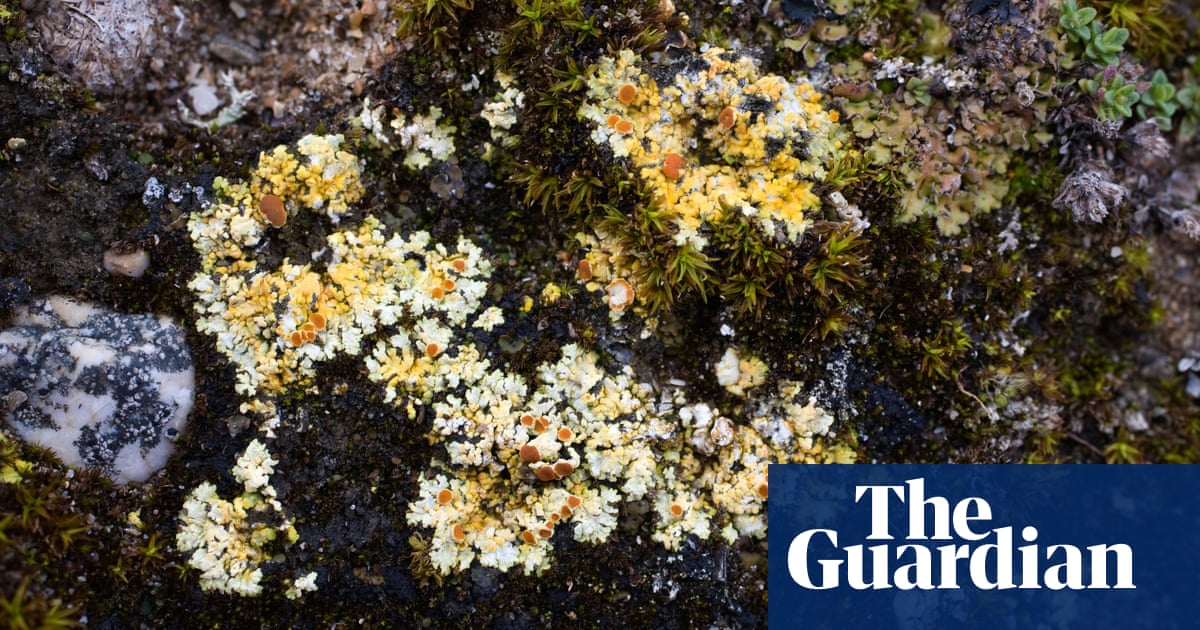 Rare lichen brought back to East Anglia with help of bookbinding glue | Plants Rare lichen brought back to East Anglia with help of bookbinding glue | Plants