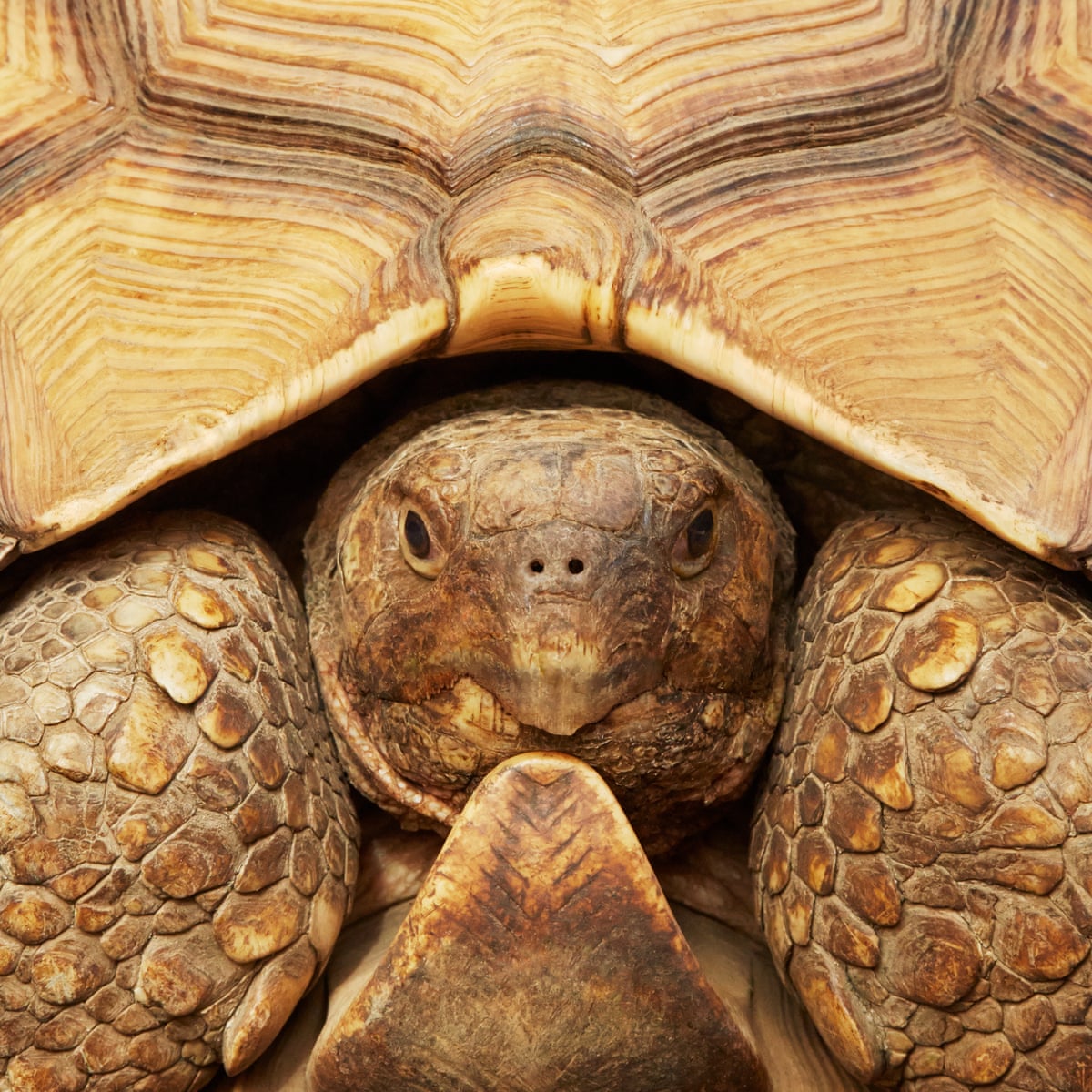 In pursuit of the tortoise smugglers | Endangered species | The Guardian