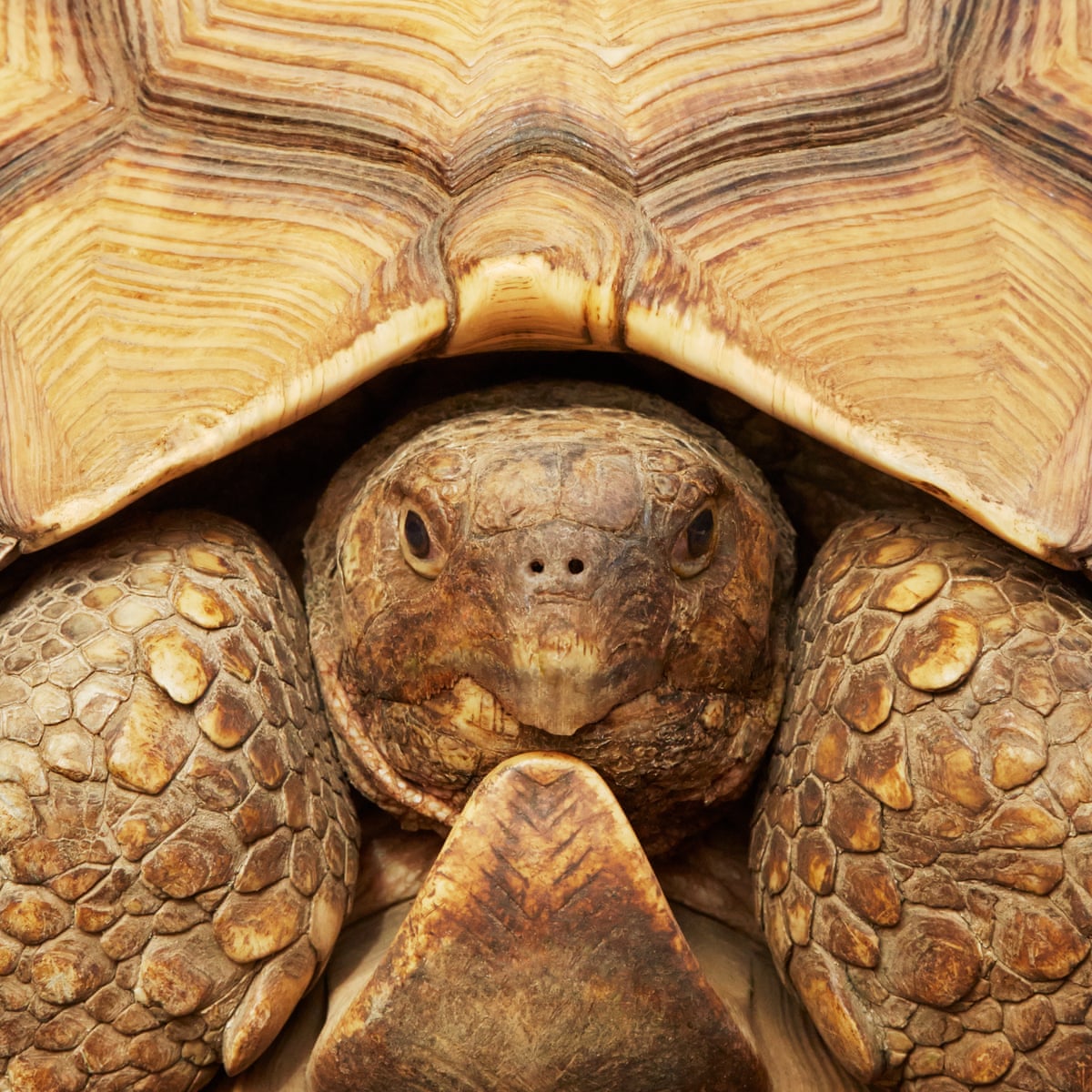 In Pursuit Of The Tortoise Smugglers Endangered Species The Guardian