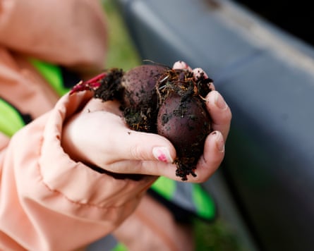 A child’s hand holds some beetroot covered in soil