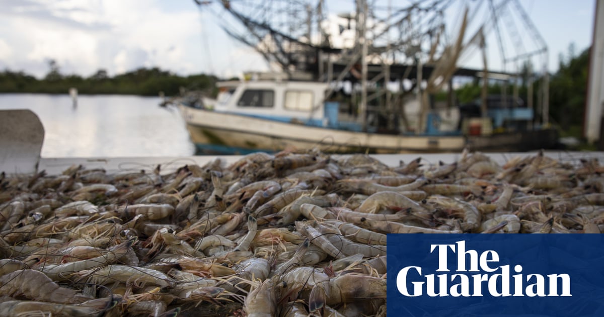 US shrimp fishers see Trump tariffs as a lifeline: ‘We're basically on our knees'