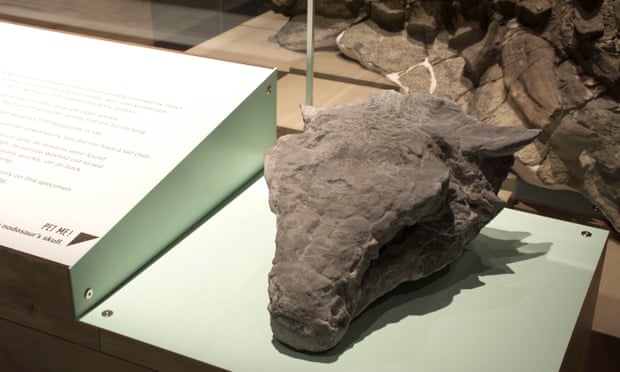 The nodosaur skull
