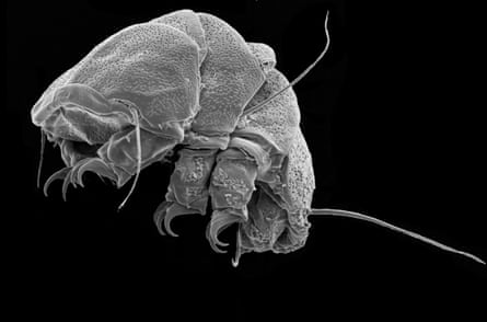 Microscopic image of a tardigrade