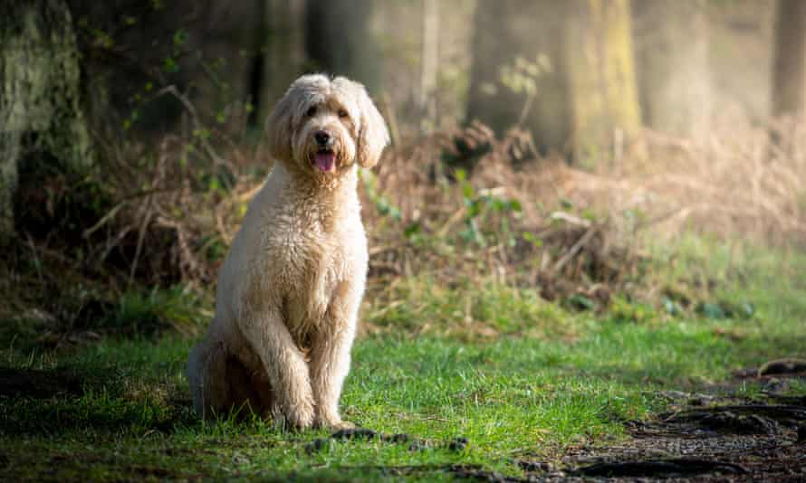 A very photogenic Labradoodle