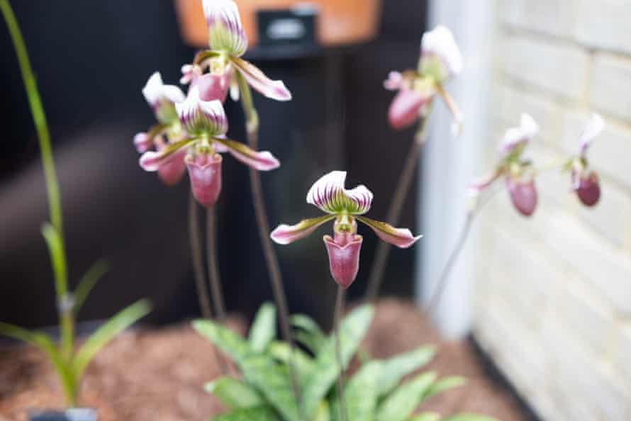Kew Gardens orchids