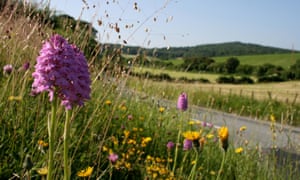 Pyramidal orchids on verge in Dorset