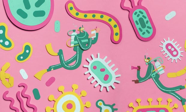 Unlocking the ‘gut microbiome’ – and its massive significance to our health ‘Lots of things that people don’t think about, like depression or anxiety, are very clearly modified by your gut microbes.’ An illustration of the digestive system, with food and gut bacteria, on a pink background