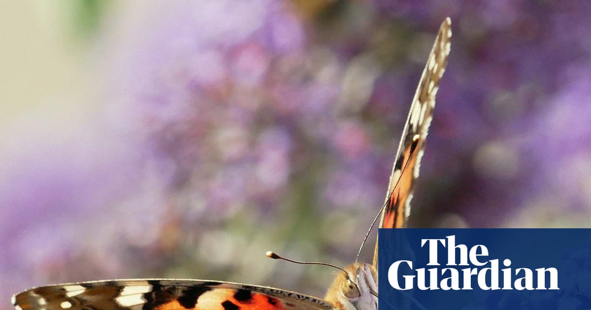 Country diary: It’s a painted lady summer, the stuff of lepidopterists’ legend | Phil Gates