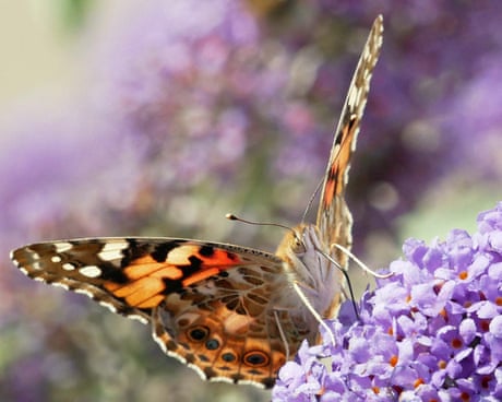 Country diary: It’s a painted lady summer, the stuff of lepidopterists’ legend | Phil Gates