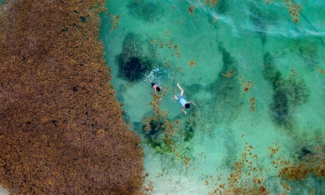 Two people swim in the sea alongside a large patch of sargassum