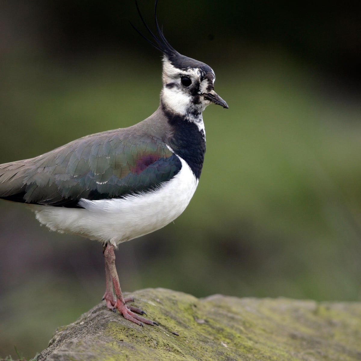 The lapwing's unearthly sounds fill the fields | Birds | The Guardian