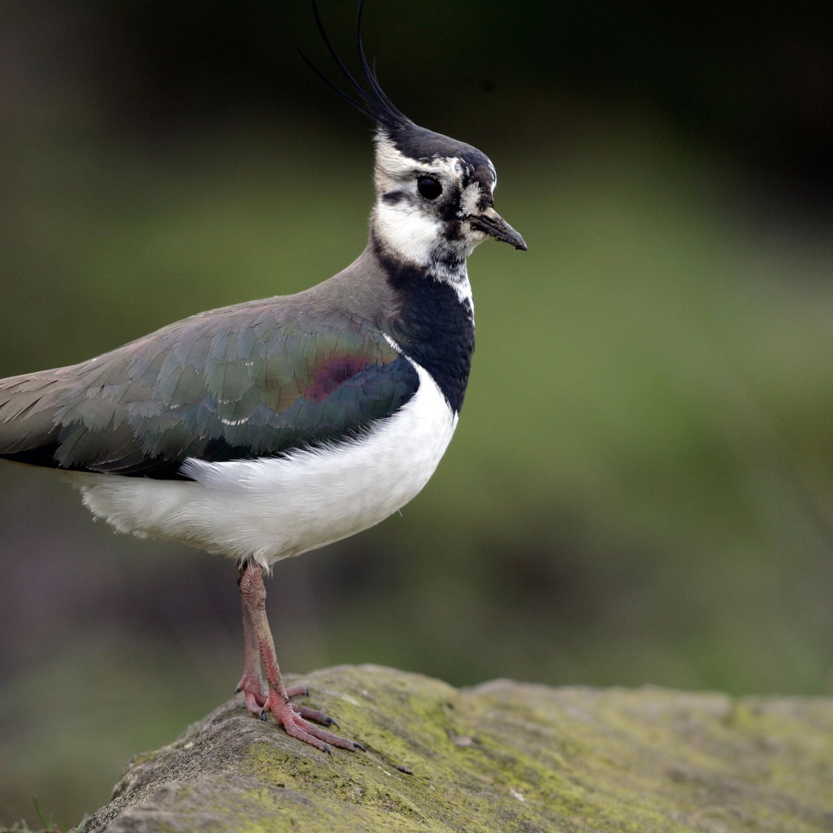 The lapwing's unearthly sounds fill the fields | Birds | The Guardian The lapwing's unearthly sounds fill the fields | Birds | The Guardian