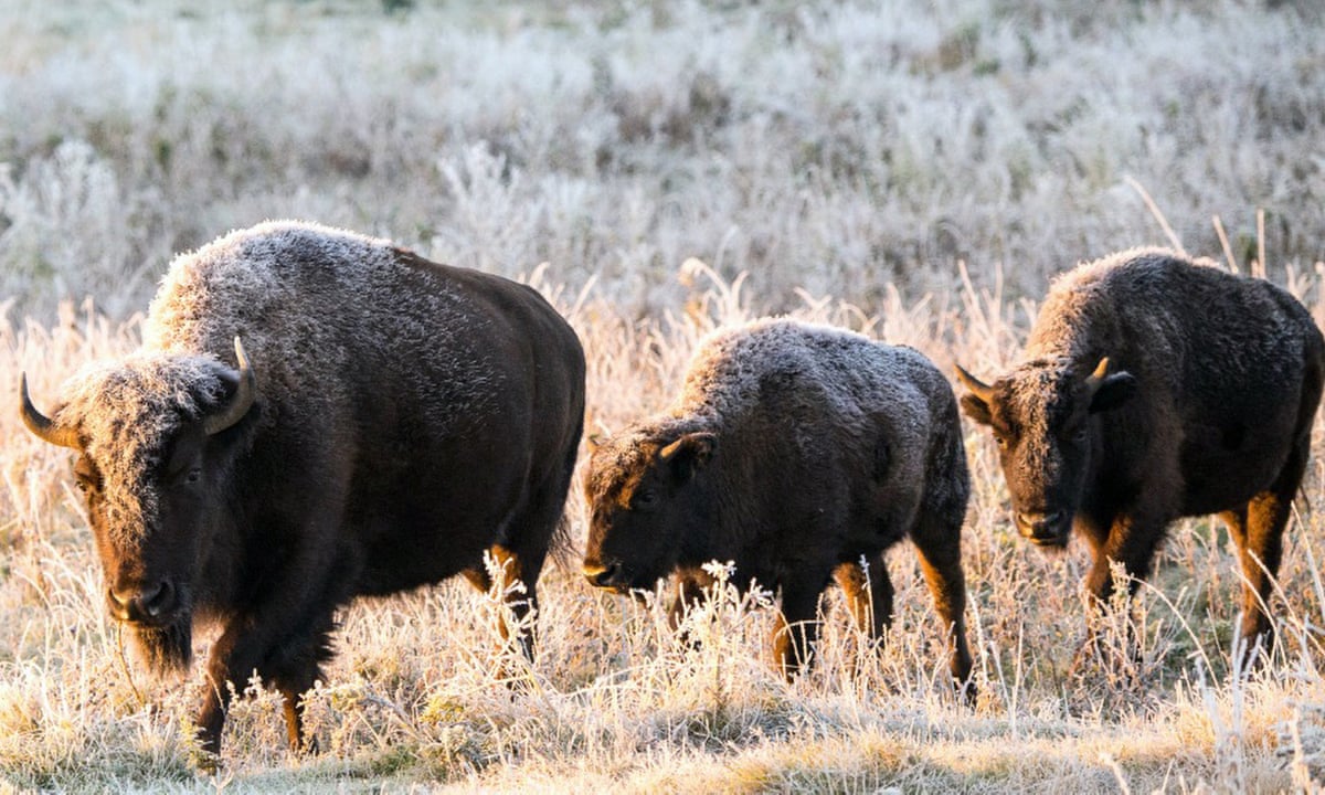 Bison to return to Montana after 140 years in the Canadian wilderness | Wildlife | The Guardian