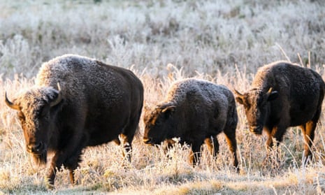 Plains bison roam in a section of the Elk Island national park, Canada