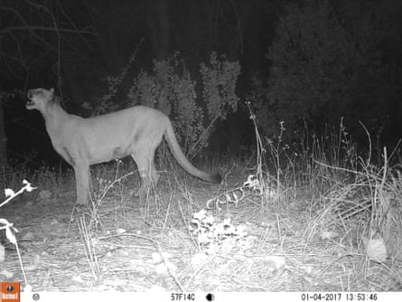 A female mountain lion on a hiking trail displays flehmen’s response: holding her jaws open to help scents reach the specialized olfactory cells located in the roof of the mouth.