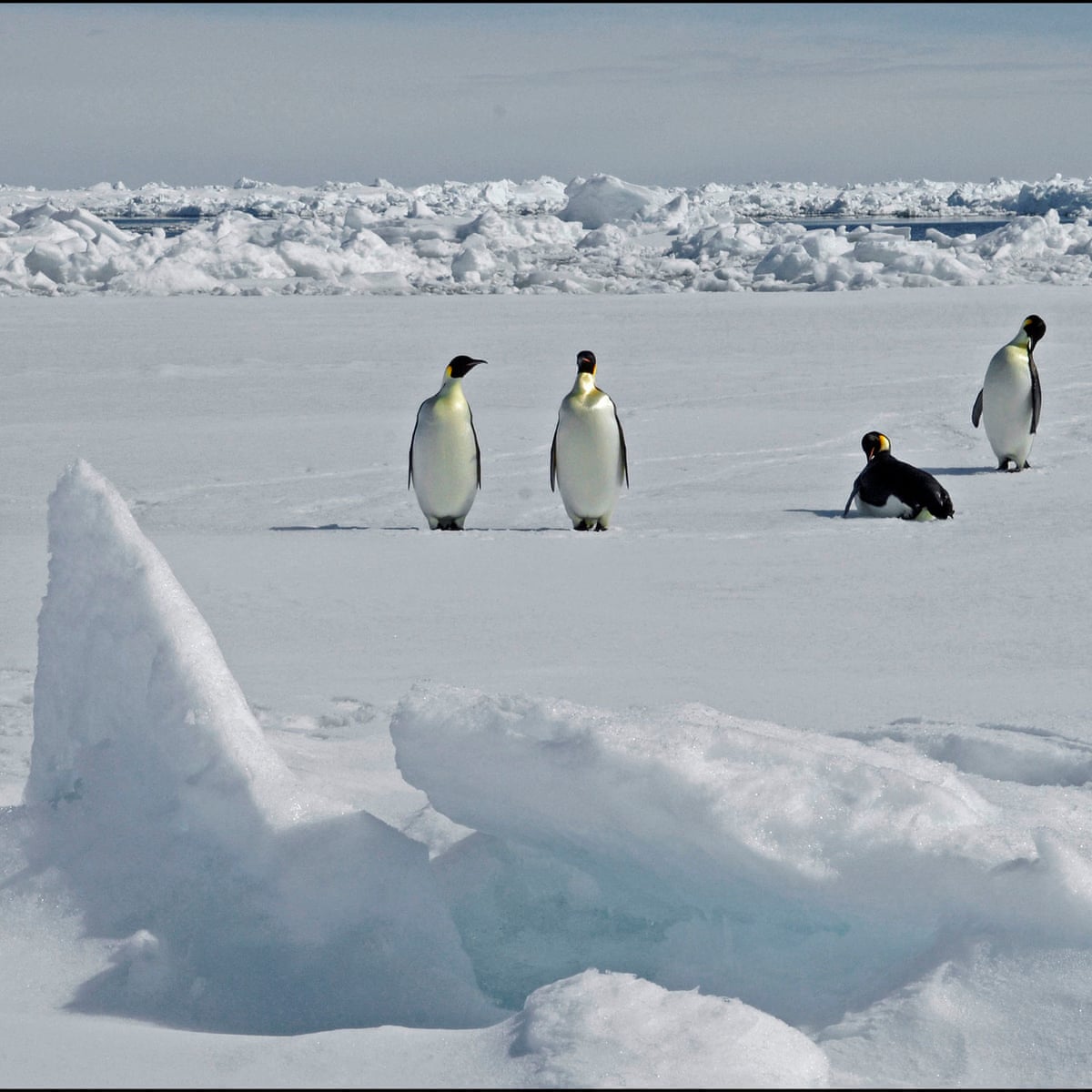 Emperor Penguin Map