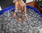 EnviroWireDaily — Smuggled in syringes: how Nairobi became a nexus for the black market in giant harvester ants