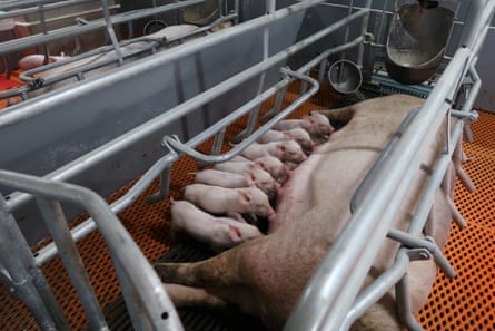Piglets suckle from a sow