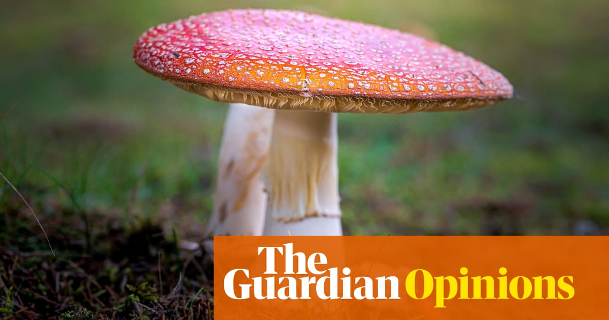 Why is the American right suddenly so interested in psychedelic drugs? | Ross El..