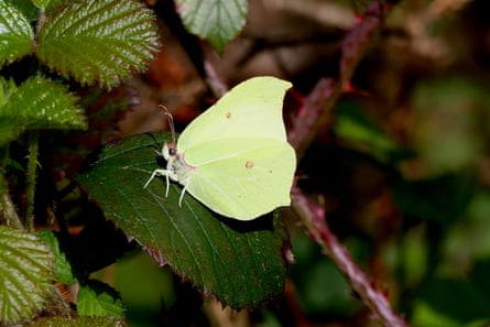 A butterfly with bright green wings rests on a leaf
