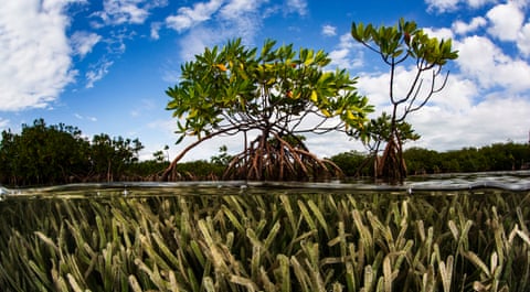 A picture taken half above and half below the waterline, showing a mangrove tree with tangled roots above and seagrass below