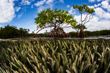 A picture taken half above and half below the waterline, showing a mangrove tree with tangled roots above and seagrass below