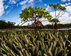 Mangrove Photography Awards Showcase Global Entries