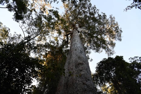 Bulga state forest