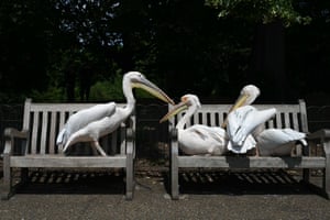 Pelicans take over the benches in St. James’s Park in London, UK