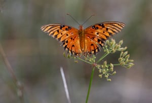 A gulf fritillary butterfly lands on a plant as people count them during the North American Butterfly Association Shark Valley butterfly count in the Everglades, Florida, US. Reports indicate that the number of butterflies across all regions in the contiguous US was declining