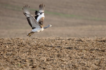 A great bustard taking off above a fallow field
