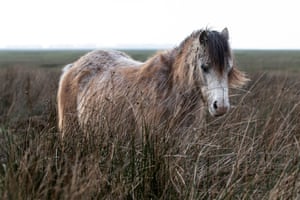 Almost camouflaged between the long grasses of the salt marsh of Llanrhidian, Swansea, Wales, these semi-feral ponies graze peacefully on the various grasses