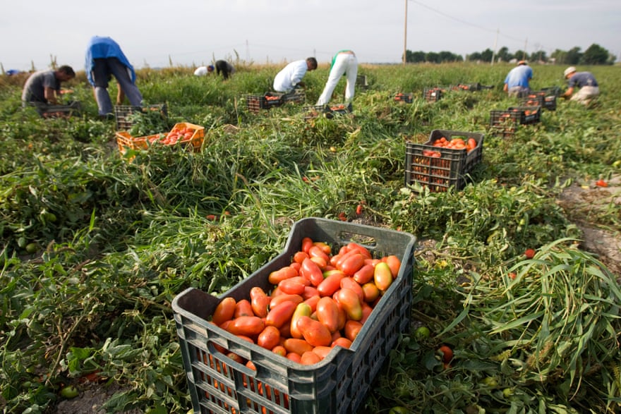 Tomato pickers near Foggia, Italy.