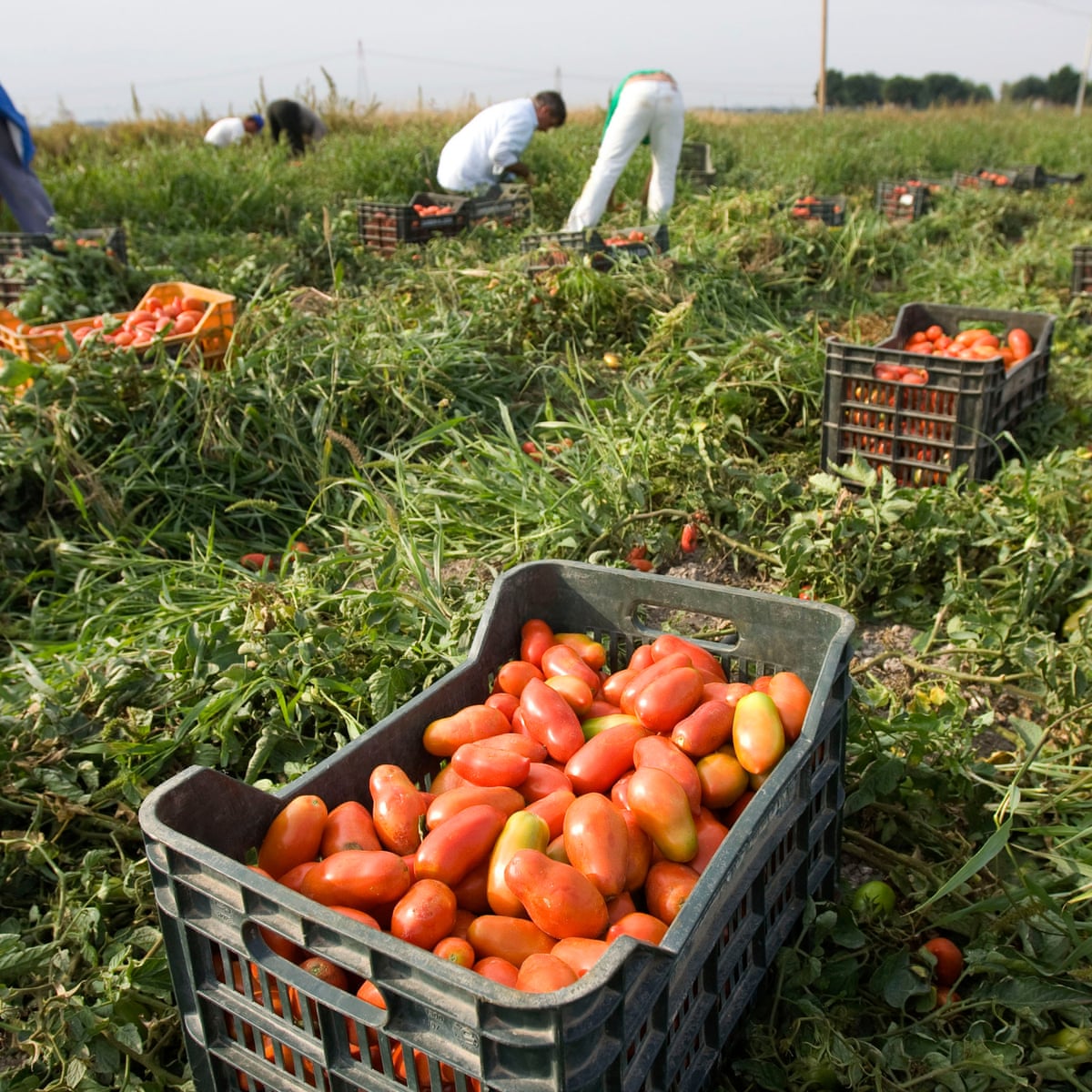 Are your tinned tomatoes picked by slave labour? | Italy | The Guardian