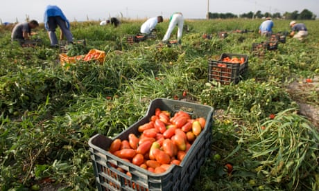 Los trabajadores agrícolas recogen tomates en el campo cerca de la ciudad de Foggia, sur de Italia, 24 de septiembre de 2009. Cada año, miles de inmigrantes, muchos de ellos de África, acuden a los campos y huertos del sur de Italia para ganarse la vida como trabajadores estacionales. recogiendo uvas, aceitunas, tomates y naranjas. Ampliamente tolerados por las autoridades debido a su papel en la economía, soportan largas horas de trabajo agotador por tan solo 15 a 20 euros (entre 22 y 29 dólares) al día y viven en miserables campamentos improvisados sin agua corriente ni electricidad. Fotografía tomada el 24 de septiembre de 2009.