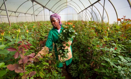 A worker gathers roses in Eldama Ravine, Kenya.