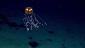 Undulating jellyfish