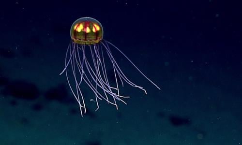 Deep Sea Life Faces Dark Future Due To Warming And Food Shortage Oceans The Guardian