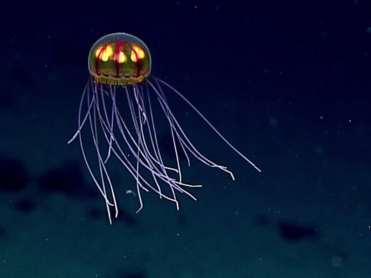 Deep sea life faces dark future due to warming and food shortage | Oceans |  The Guardian