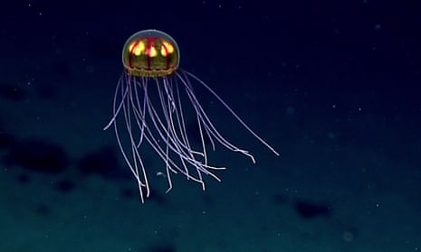 A jellyfish at a depth of 3,700 metres.
