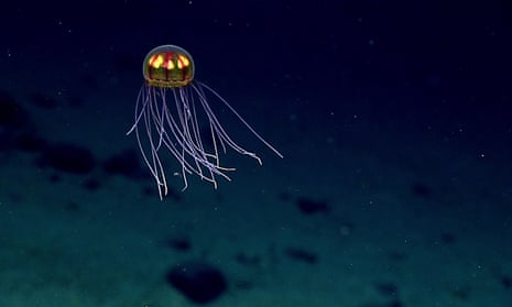 The Guardian view on deep sea exploration: murky waters ahead | Editorial |  The Guardian